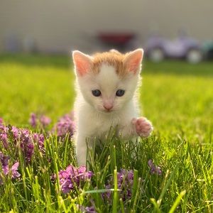 Meet your Posher, Blair